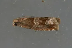 Hebrew Sonia Moth thumbnail 4