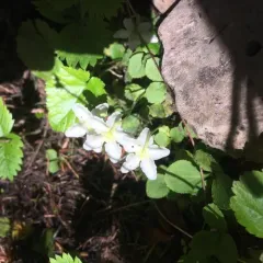 One-flowered Wintergreen thumbnail 2