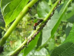 Buttonbush aphid thumbnail 4