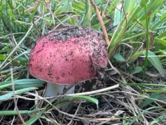 Russula cystidiosa thumbnail 1