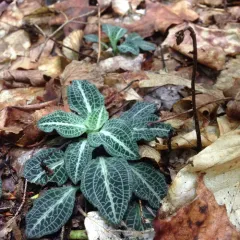 downy rattlesnake plantain thumbnail 4