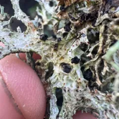 Oakmoss Spot thumbnail 4