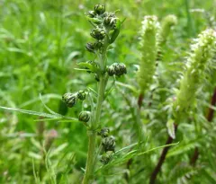 Mountain Sagewort thumbnail 2