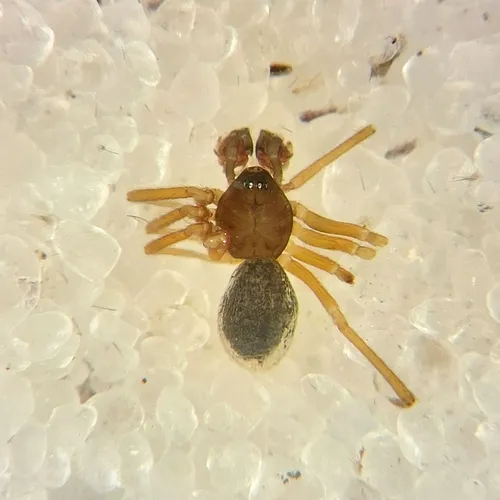 Slender Sheet-web Weaver