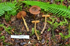 Cortinarius subrufulus thumbnail 3