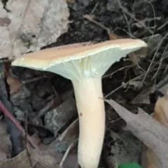 hygrophorus milkcap thumbnail 2