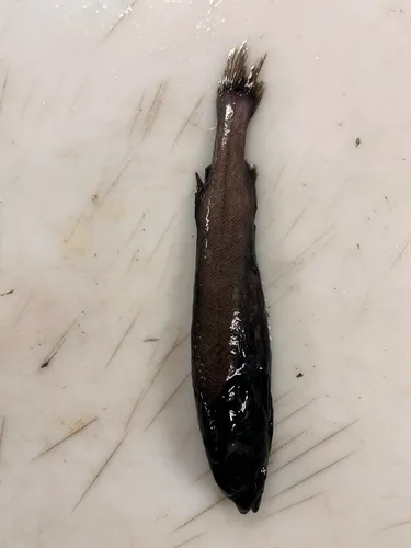 Agassiz's Smoothhead