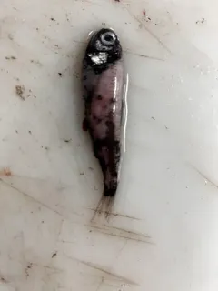 Spotted Lanternfish thumbnail 1