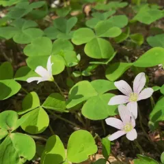 Oregon woodsorrel thumbnail 2