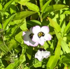 bird's-eye gilia thumbnail 4