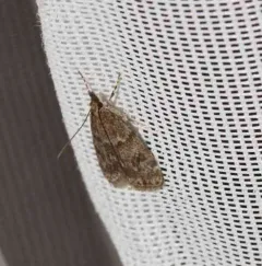 Dark Brown Scoparia Moth thumbnail 2