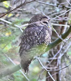Spotted Owl thumbnail 4