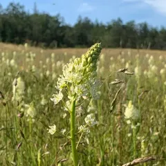 Meadow Deathcamas thumbnail 4