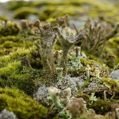Western Pixie-cup thumbnail 3
