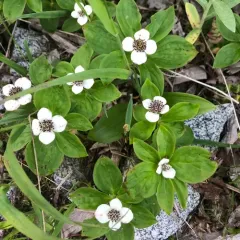 Western Bunchberry thumbnail 3