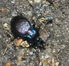 Small Snail-eating Ground Beetle thumbnail 3