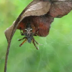 Labyrinth Orbweaver thumbnail 2