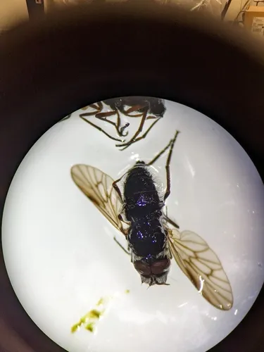 Glutops singularis