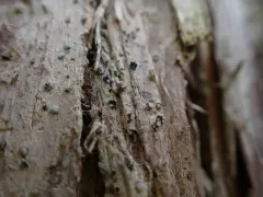 Old-wood Lichen thumbnail 2