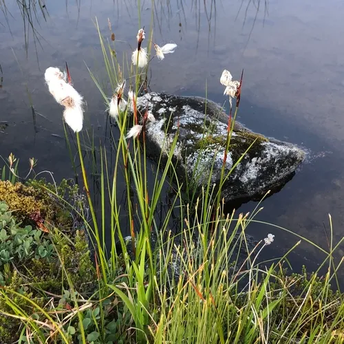 Common Cottongrass