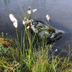 Common Cottongrass thumbnail 1