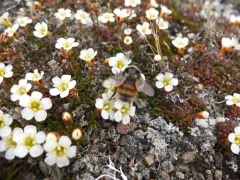 Johansen's Bumble Bee thumbnail 4