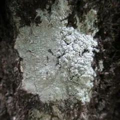 Pertusaria subobducens thumbnail 4