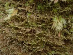 Radula auriculata thumbnail 2