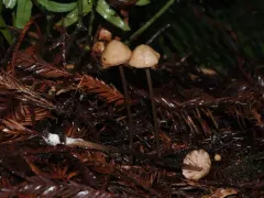Entoloma bicoloripes thumbnail 2