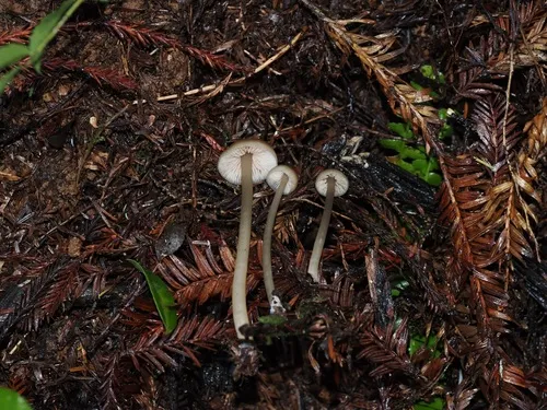 Entoloma rigidipus