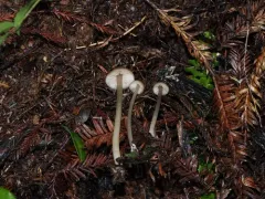 Entoloma rigidipus thumbnail 1