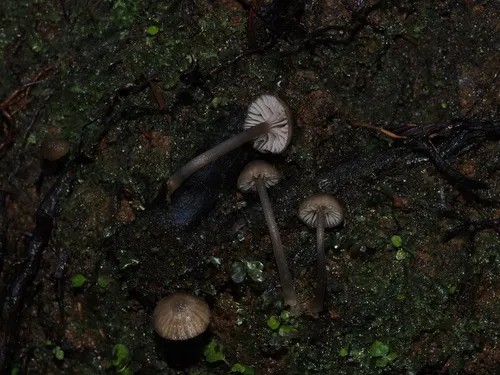Entoloma davidlargentii