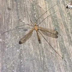 Tipula apicalis thumbnail 4