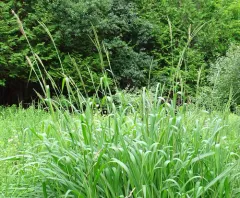 eastern gamagrass thumbnail 2