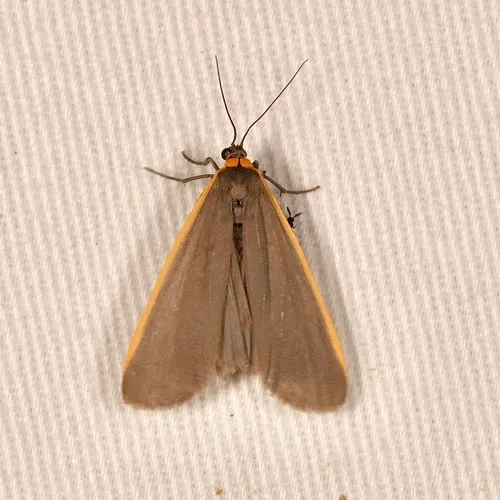 Bicolored Lichen Moth