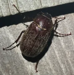 Phyllophaga crenulata thumbnail 4
