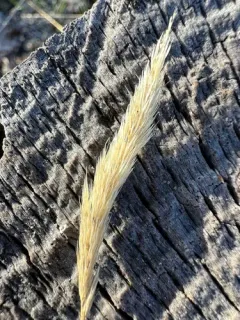 nit grass thumbnail 2