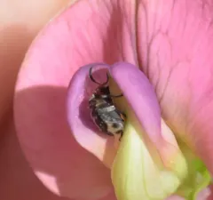 Bruchus affinis thumbnail 3