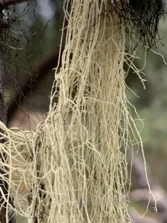 Straw Beard Lichen thumbnail 4