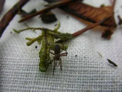 Cicurina pusilla thumbnail 2