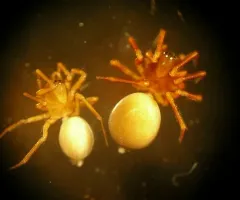 Ceratinops inflatus thumbnail 3