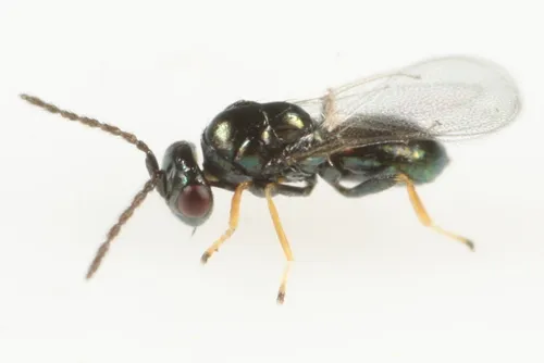 Tetrastichus trisulcatus