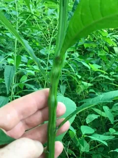 Neolasioptera verbesinae thumbnail 4