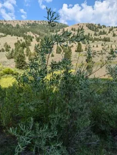 Geyer's willow thumbnail 3