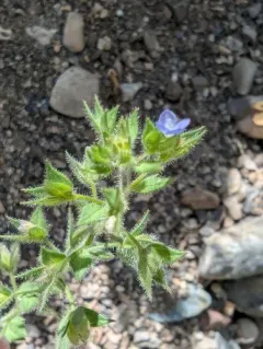 Two-lobe Speedwell thumbnail 2