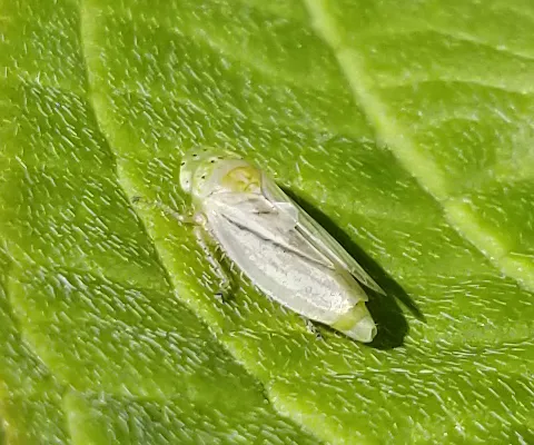 Graphocraerus ventralis