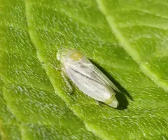 Graphocraerus ventralis thumbnail 1