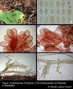 Entoloma dysthales thumbnail 1