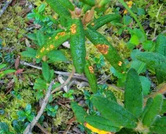 Spruce-Labrador tea needle rust thumbnail 3