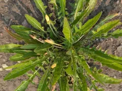 Yellow Evening Primrose thumbnail 2